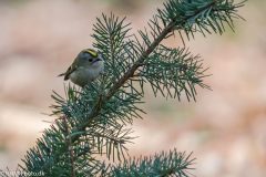 Fuglekonge-scaled