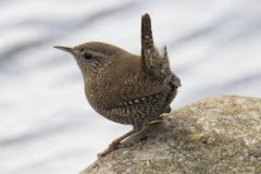Gaerdesmutte-scaled