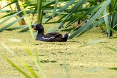 Groenbenet-Roerhoene-2-scaled