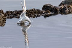 Haettemaage-2-scaled