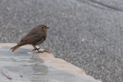 Husroedstjert-scaled