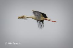 Hvid-Stork-i-Uldumkaer-scaled