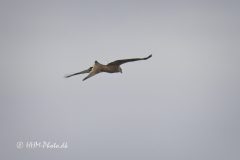 Roed-Glente-scaled