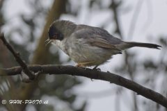 Sardinian-Warbler-scaled