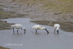 Skestork-scaled
