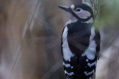 Stor-Flagspaette-scaled