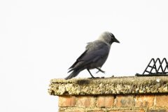 Allike-scaled