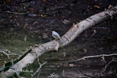 Bjervipstjert-scaled