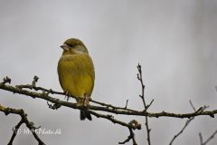 Groenirisk-II-scaled