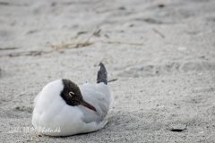 Haettemaage-Yngle-scaled