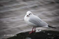 Haettemaage-scaled
