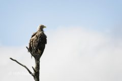 Havoern-scaled