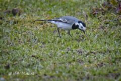 Hvid-Vipstjert-II-scaled