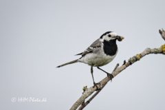 Hvid-Vipstjert-III-scaled