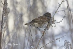 Jernspurv-scaled