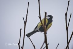Musvit-scaled