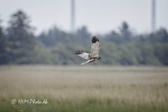 Roerhoeg-II-scaled
