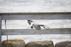 Soelvmaage-JUV-scaled