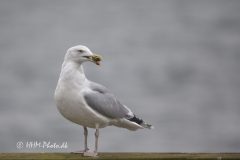 Soelvmaage-scaled