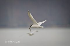 2026-04-18-1-Splitterne-scaled