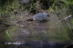 Groenbenet-Roerhoene-Juv