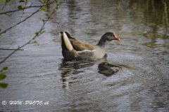 Groenbenet-roerhoene-II