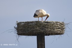 Hvid-Stork