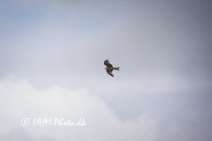 Roed-Glente