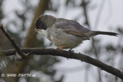 Sardinian Warbler