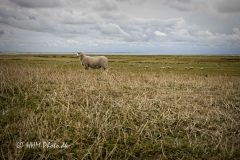 2026-08-18-26-Kammerslusen-Ribe-scaled