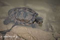 2025-03-12-13-Skildpadde