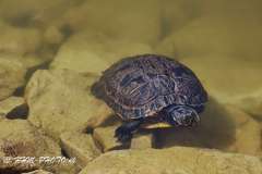 2025-03-16-7-Valle-Romano-Skildpadde