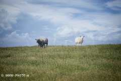 2025-05-12-98-Ribe-