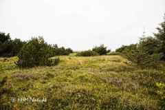 2025-07-21-135-Fjand