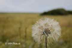 2025-07-21-137-Fjand