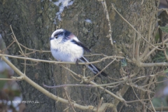 2025-01-04-25-Halemejse