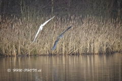 2025-01-28-22-Soelvhejre-og-Fiskehejre