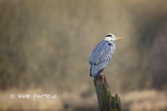 2025-01-28-8-Fiskehejre