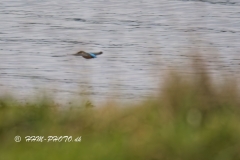 2025-02-07-19-Isfugl