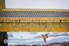 2025-02-15-11-Isfugl