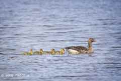 2025-04-28-19-Graagaas