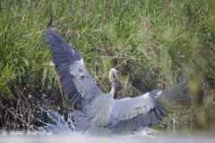 2025-04-28-33-Fiskehejre