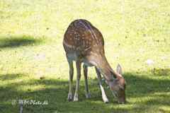 2025-06-20-245-Bambi