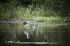 2025-06-24-21-Fiskehejre