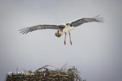 2025-07-13-107-Hvid-Stork-i-Uldumkaer