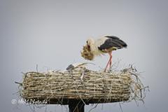 2025-07-13-134-Hvid-Stork-i-Uldumkaer