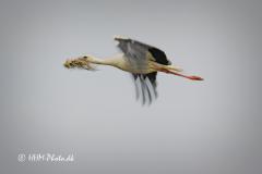 2025-07-13-141-Hvid-Stork-i-Uldumkaer