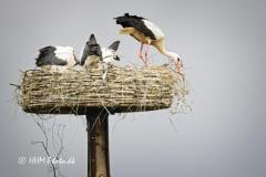 2025-07-13-167-Hvid-Stork-i-Uldumkaer