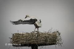 2025-07-13-189-Hvid-Stork-i-Uldumkaer