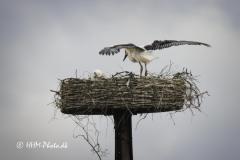 2025-07-13-35-Hvid-Stork-i-Uldumkaer
